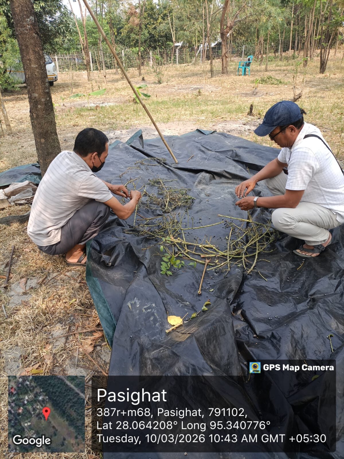 Preparing host plant cuttings at Pasighat.