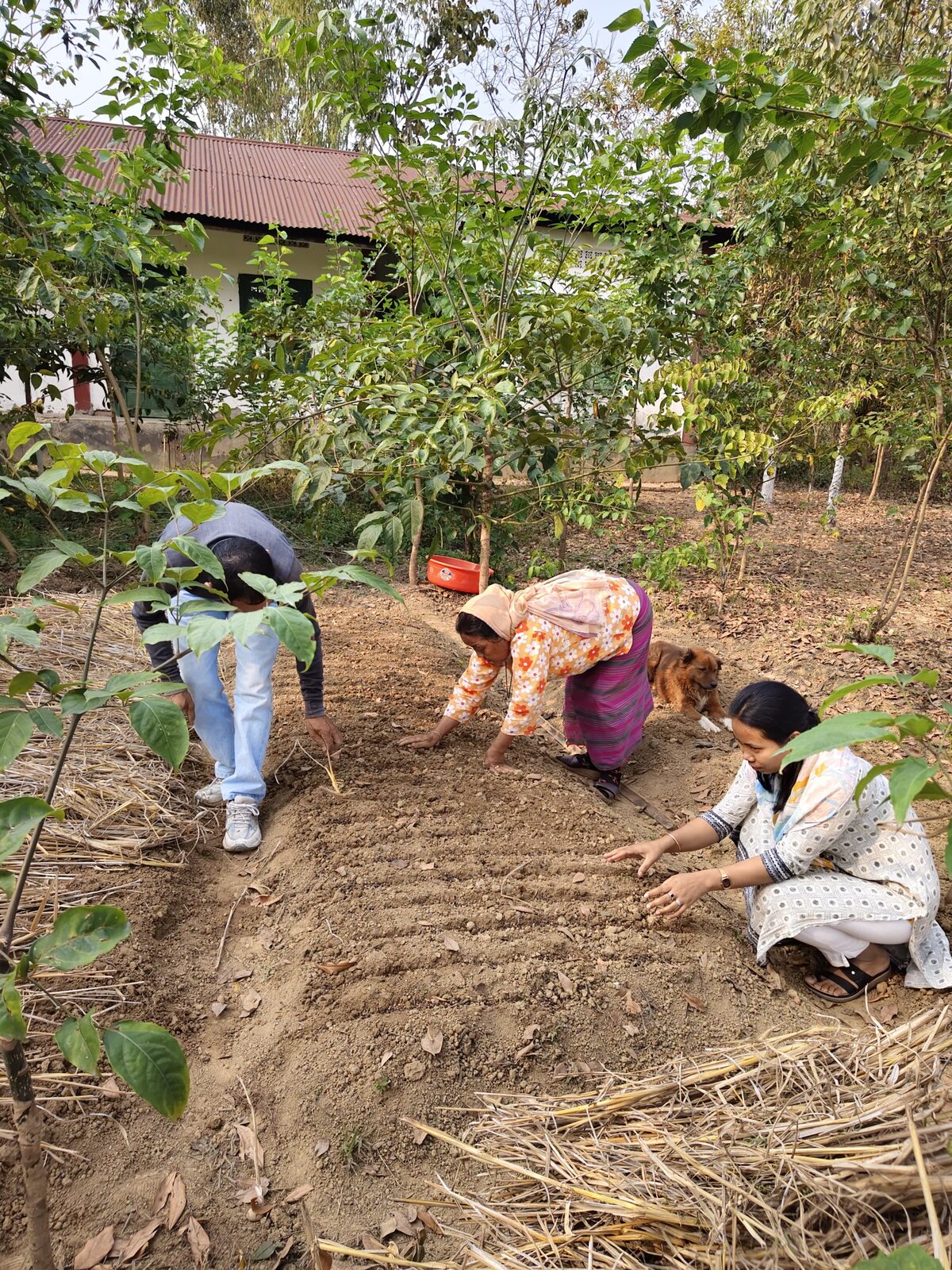 Sowing a seed bed at the nursery.